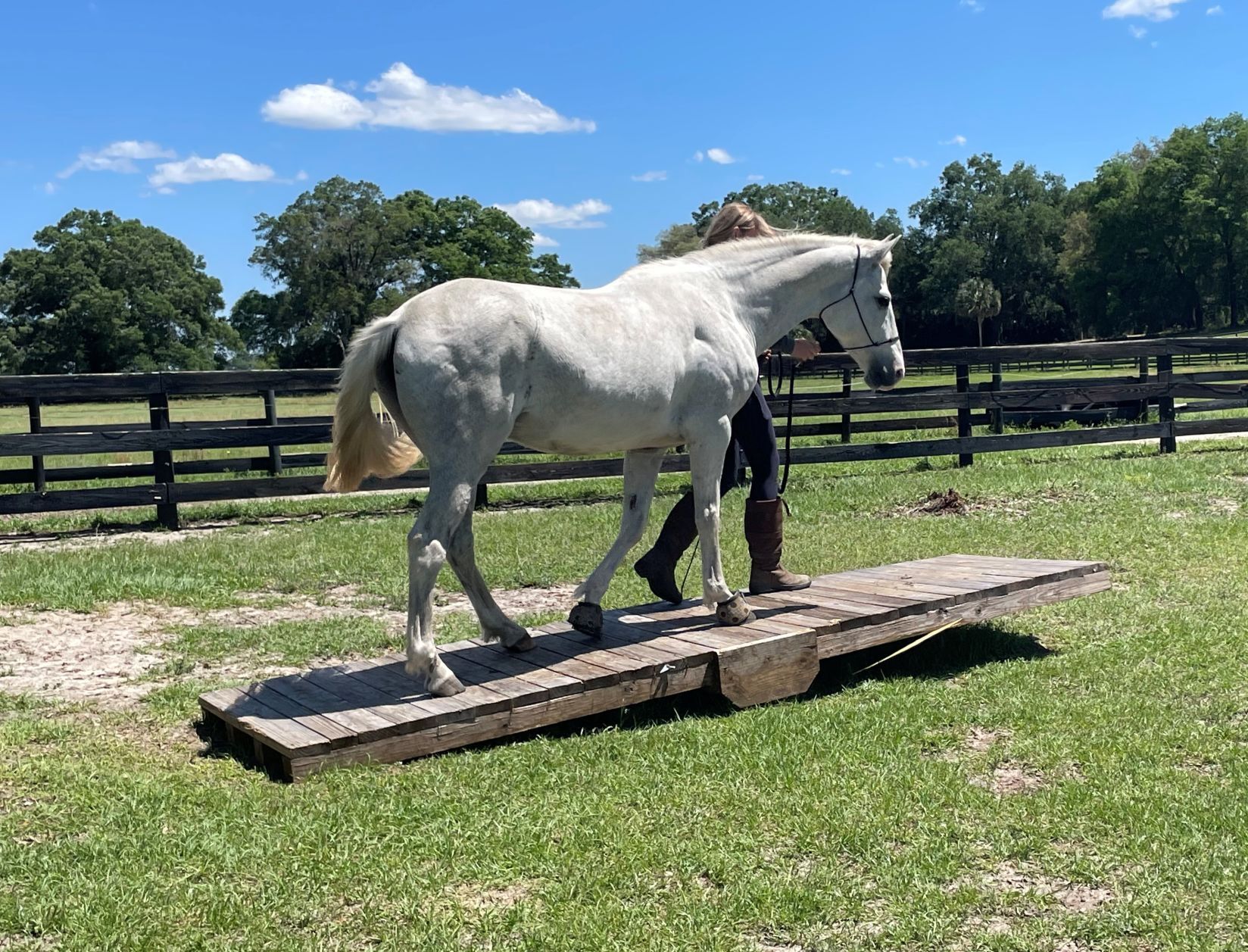 Horses Without Humans Rescue to sponsor Volunteer Rescue Makeover Challenge Saturday